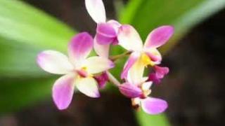 Embedded thumbnail for ICAR- Krishi Vigyan Kendra Wayanad